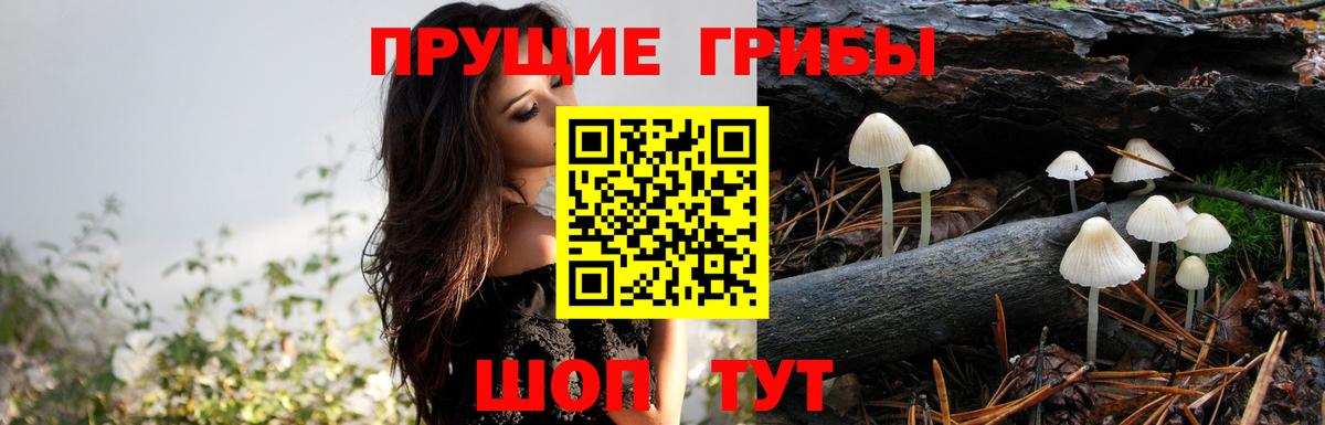 Сосновоборск  Псилоцибиновые грибы мицелий  Вход с VPN 